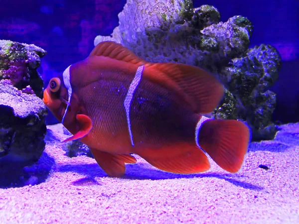 Premnas Biaculeatus También Conocido Como Pez Payaso Mejilla Dorsal Peces — Foto de Stock