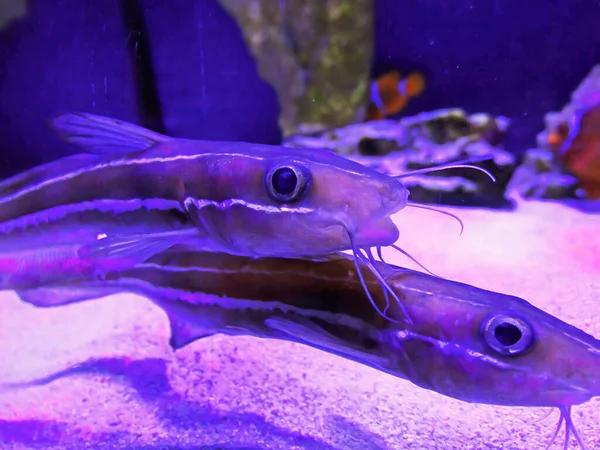 Group Striped Catfish Banda Indonesia Underwater Photo Plotosus Lineatus Body — ストック写真