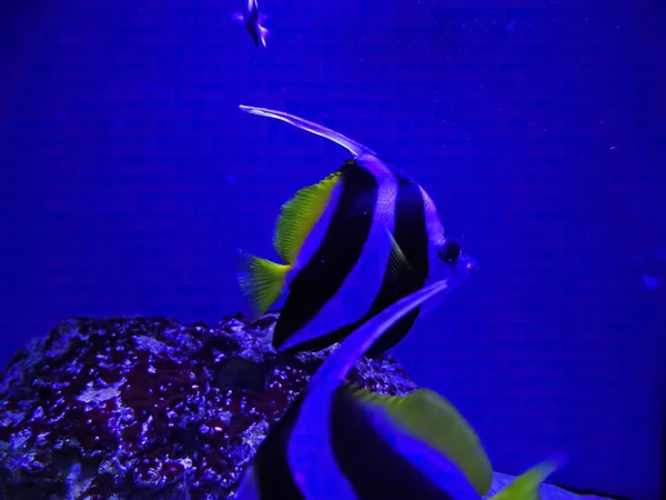 Der Wimpelkorallenfisch Heniochus Acuminatus Auch Bekannt Als Langflossenbanner Riffbanner Oder — Stockfoto
