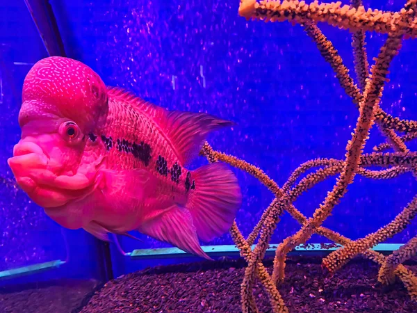 Picture Flowerhorn Fish Flowerhorn Cichlid Very Strange Red Fish Big — Fotografia de Stock