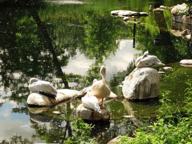 Büyük Beyaz Pelikan (