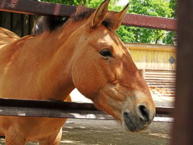 Vahşi At Equus przewalskii caballus, Equus ferus przewalskii.