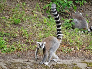 Halka kuyruklu lemur parkta oturuyor.