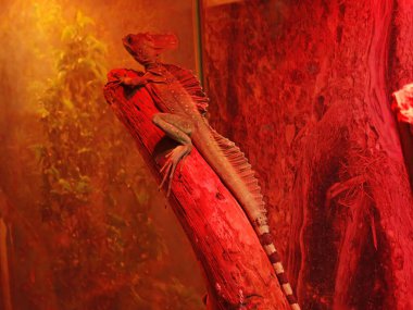 Zoolojik bahçede yeşil basilisk kertenkelesi. Teraryumdaki lambanın altında oturan güzel bir kertenkele..