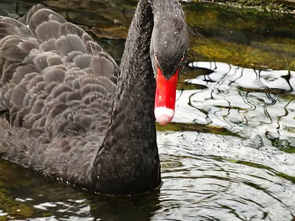 Mature Black Swan Close Lake — Foto Stock