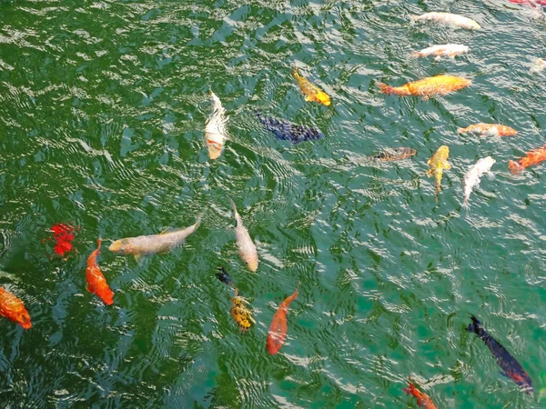 Golden Carps Koi Fishes Pond Yellow Orange Black Fish Chinese — Stockfoto