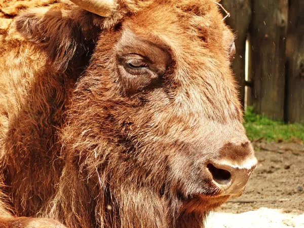 European Bison Bison Bonasus Zoo — Stockfoto