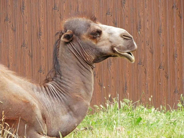 Domácí Baktrian Velbloud Camelus Bactrianus Ferus Ležet Zoo — Stock fotografie