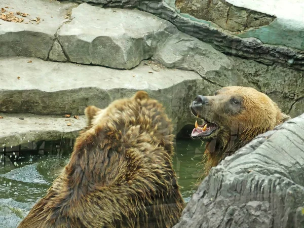 Brown Bears Fighting Water Kyiv Zoo — Φωτογραφία Αρχείου