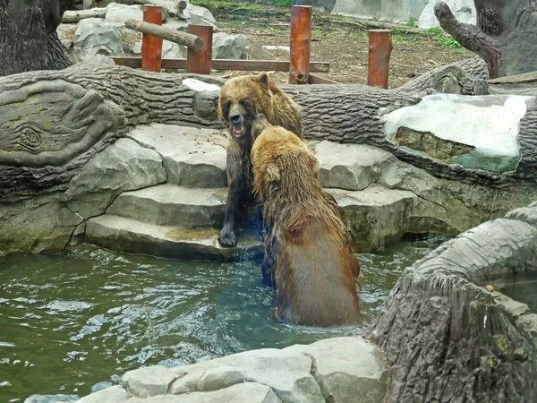 Brown Bears Fighting Water Kyiv Zoo — ストック写真