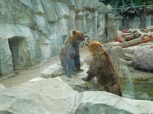Brown Bears Fighting Water Kyiv Zoo — ストック写真