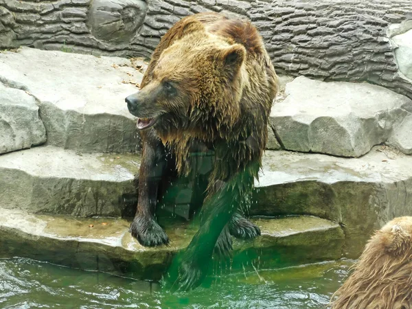 Brown Bears Fighting Water Kyiv Zoo — Φωτογραφία Αρχείου