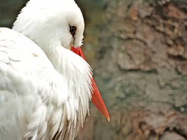 Animal Portrait White Stork Ciconia Ciconia Bird Outdoors Nature — ストック写真