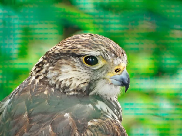 Portrait of Hawk Bird family Accipitridae. Hawks are widely distributed and vary greatly in size. The subfamily Accipitrinae includes gosh.