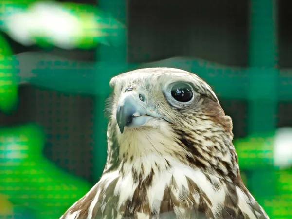 Portrait Hawk Bird Family Accipitridae Hawks Widely Distributed Vary Greatly — 图库照片