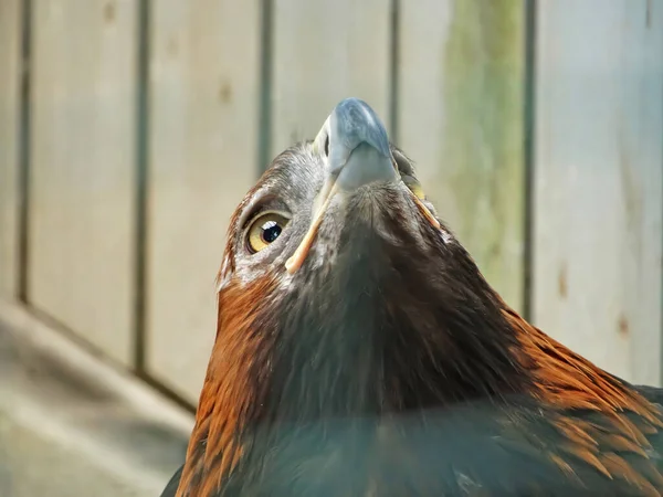 Golden Eagle Aquila Chrysaetos Most Widely Distributed Species Eagle Belongs — Foto Stock