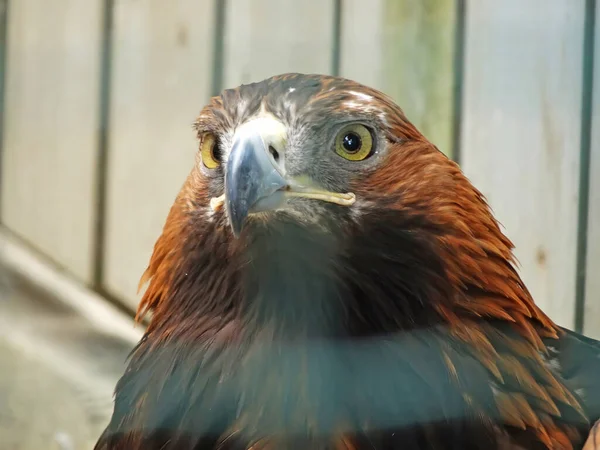 Golden Eagle Aquila Chrysaetos Most Widely Distributed Species Eagle Belongs — Stockfoto