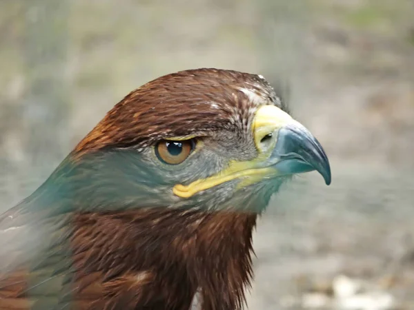 Russian Steppe Eagle Close Portrait Nice — Foto Stock
