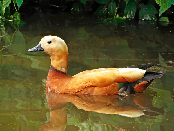 Ruddy Shelduck Tadorna Ferruginea Brahminy Duck Orange Brown Duck Floating — Foto Stock