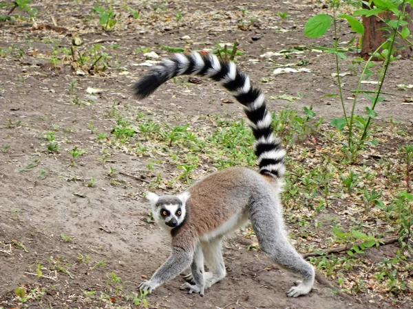 Ring Tailed Lemur Sitting Ang Playing Park — стоковое фото