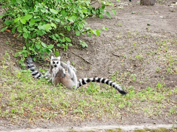 Ring Tailed Lemur Sitting Ang Playing Park — Foto de Stock