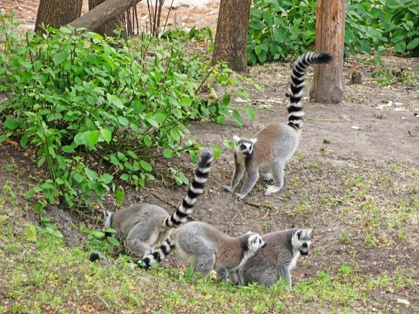 Ring Tailed Lemur Sitting Ang Playing Park — Foto Stock