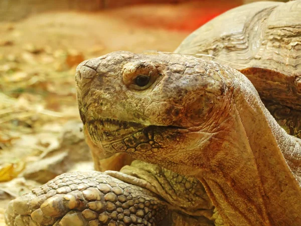 giant turtles Dipsochelys gigantea in tropical park in Mauritius. Galapagos Islands. Galapagos turtles. Big turtle. close up portrait.