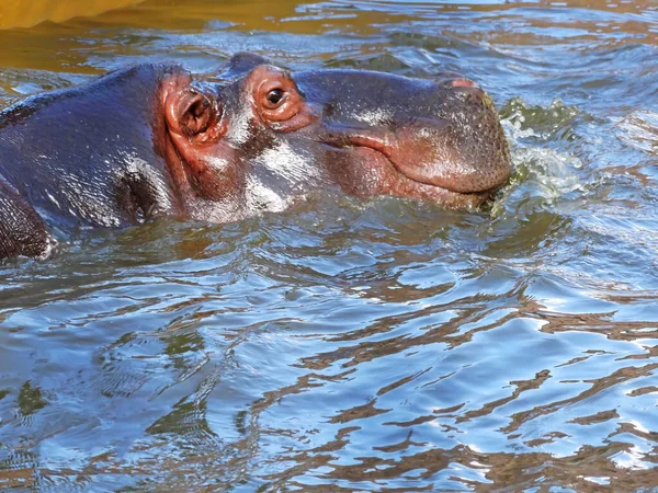 Close Photo Hippopotamus Playing Water Hippo Swims Only His Face —  Fotos de Stock