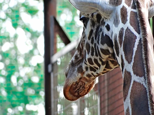 Detailní Pohled Žirafí Obličej Zezadu — Stock fotografie