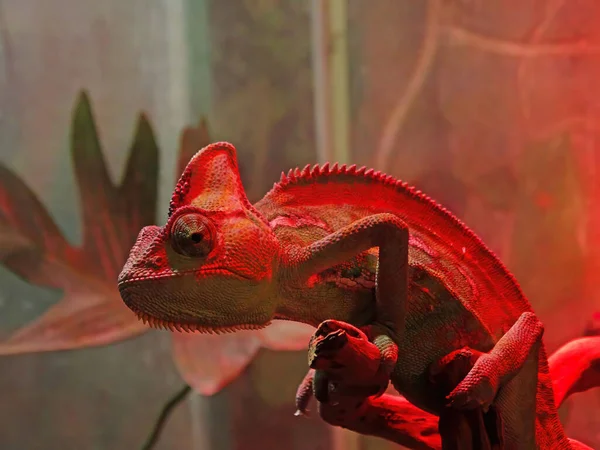 Bukalemun panterinin güzelliği, dalda bukalemun panteri, bukalemun panteri yakın plan..