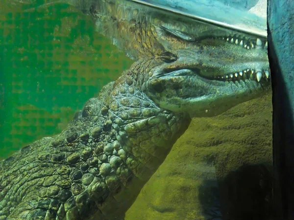 Spectacled Caiman Jacare Portrait Water — Stockfoto