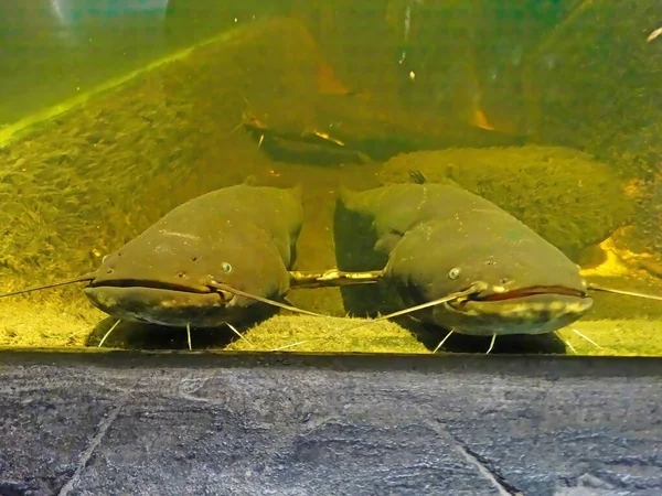 Underwater Photography Two Red Tail Catfish Phractocephalus Hemiliopterus Tropical Fish - Stock-foto