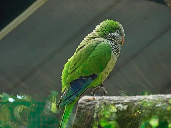 Fågel Livsmiljön Crimson Fronted Parakeet Aratinga Funschi Porträtt Ljusgrön Papegoja — Stockfoto