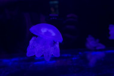 The Purple-striped Jellyfish On a blue background.