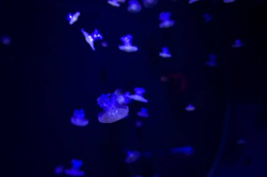 Lots of jellyfish with blue fluorescent lights floating in the dark blue water