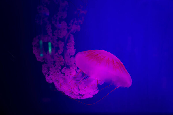 The Purple-striped Jellyfish On a blue background. chrysaora plocamia. South American Sea Nettle. From the Pacific coast of Pent, south along Chile's coast to Berra del Fuego, and north from Uruguay
