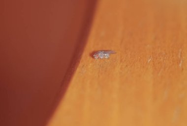 Male common fruit fly. Drosophila Melanogaster sitting on a wood background