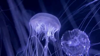 A lot of jellyfish fill the frame. Swim in the blue depths of the ocean. A large cluster of jellyfish. A closeup shot of jellyfish in aquarium