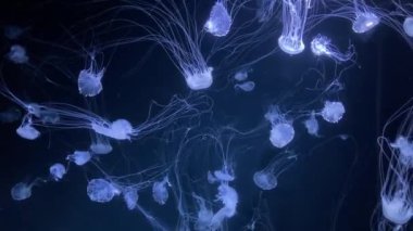 A lot of jellyfish fill the frame. Swim in the blue depths of the ocean. A large cluster of jellyfish. A closeup shot of jellyfish in an aquarium