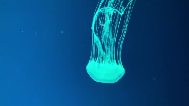 Jellyfish Floats Gracefully Dark Blue Water Column Chrysaora Lactea Milk — Vídeo de Stock