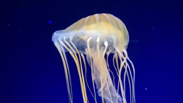 Jellyfish Floats Gracefully Dark Blue Water Column Chrysaora Pacifica Japanese — Vídeos de Stock