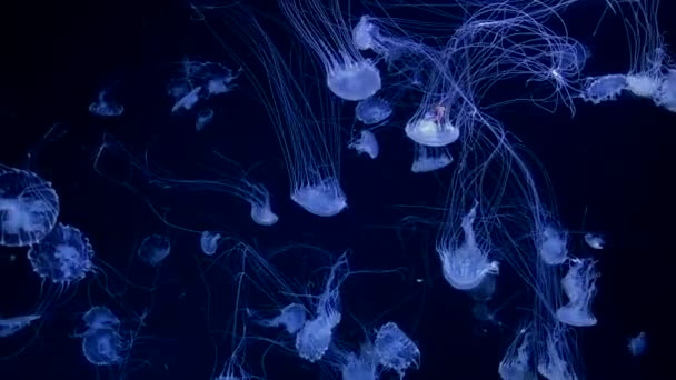 Lot Jellyfish Fill Frame Swim Blue Depths Ocean Large Cluster — Wideo stockowe