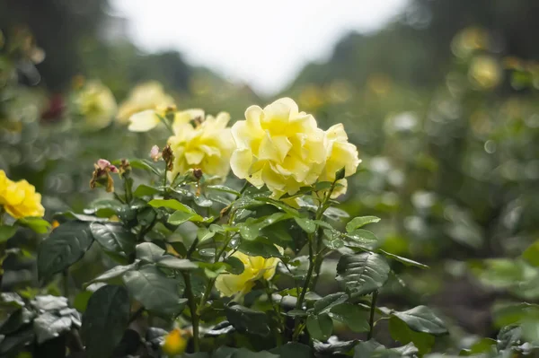 Beautiful Blooming Yellow Roses Flower Garden Yellow Rose Park Close — Stock Photo, Image