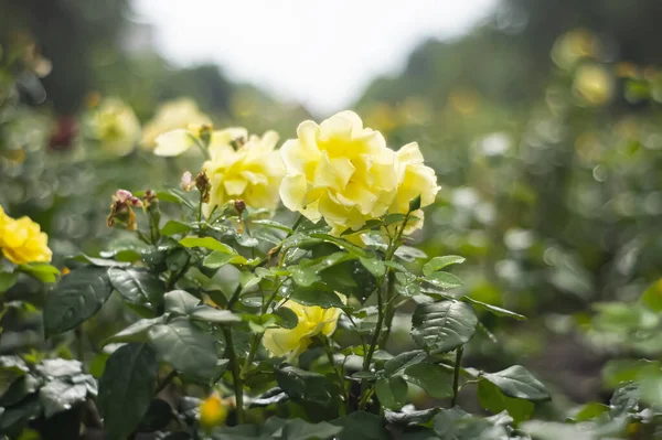 Beautiful Blooming Yellow Roses Flower Garden Yellow Rose Park Close — Stock Photo, Image