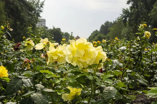 Vackra Blommande Gula Rosor Blomma Trädgården Gul Ros Parken Närbild — Stockfoto