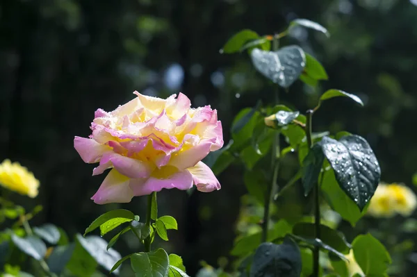 Žlutá Rosa Růžová Venkovním Parku Zelenými Listy Slunečného Dne Žlutočervená — Stock fotografie