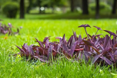 Tradescantia pallida 'nın geniş bir çalısı çitin yakınındaki bir çiçek tarlasında yetişir. Mor yapraklı dekoratif tırmanış bitkisi ve tuğla duvar arka planında sapları.