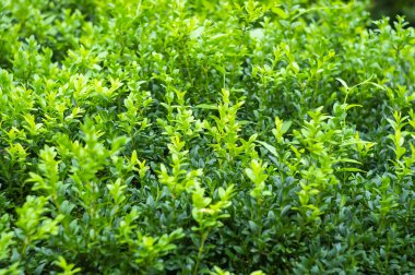 Boxwood Buxus sempervirens ya da Avrupa kutusunda parlak yeşil yapraklar. Evergreen Bahçesi. Yakın plan. Arka plan olarak yaprak dokusu. Tasarım için doğa konsepti. Seçici odak.