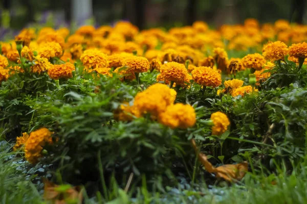 Beautiful Orange Flowers Park Flower Background Beautiful Bright Flower Tagetes — Stock Photo, Image