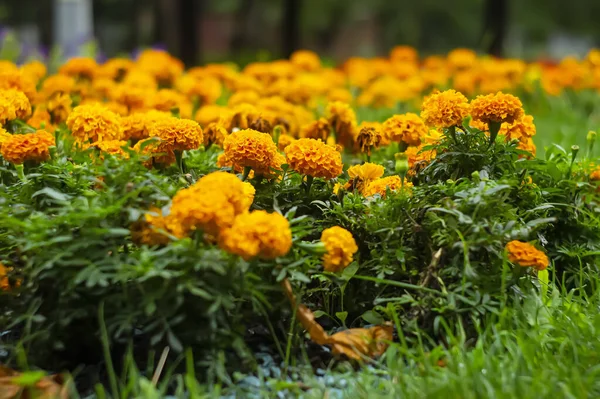 Beautiful Orange Flowers Park Flower Background Beautiful Bright Flower Tagetes — Stock Photo, Image